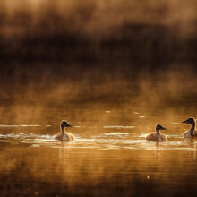 photo de petits grèbes huppés, lors d'une ballade matinale