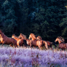 groupe de chevaux galopant dans les prés