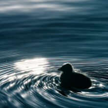oisillon sur l’eau en fin de journée.