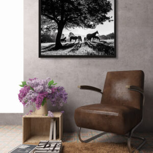 staging salon photo Chevaux en été