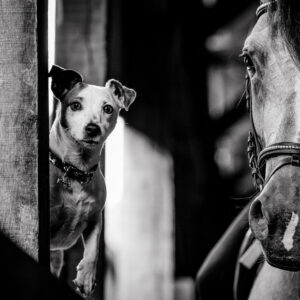 Jack and Horse - 60x90cm