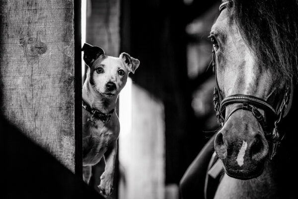 Jack and Horse - 60x90cm