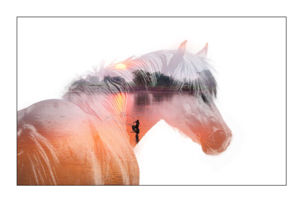 Cheval de gloire - 50x75cm