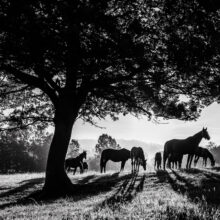 Éclats équins sous le soleil printanier - Christophe Tanière