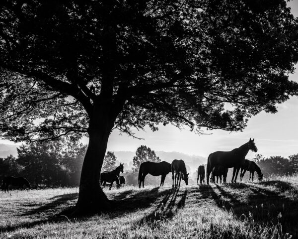 Éclats équins sous le soleil printanier - Christophe Tanière