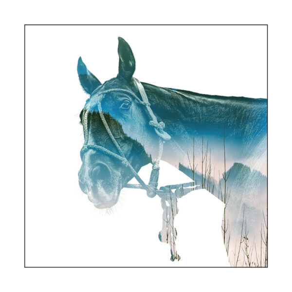 Immersion - Christophe Taniere