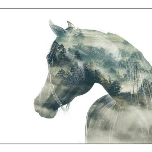 Liberté - Cheval Arabe