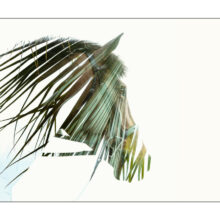 Lignes de la nature - Taniere Christophe