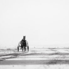 Trotteur - plage cheval