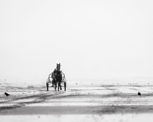 Trotteur - plage cheval